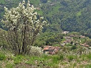 54 Amelanchier ovalis (Pero corvino) in fioritura con vista su Pregaroldi di Bracca